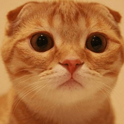 shadowproxy安卓官网